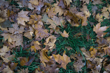 fallen autumn leaves