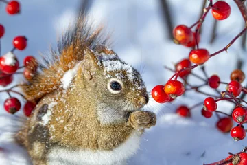 Fototapete Waldtiere Red Squirrel  © Brittany