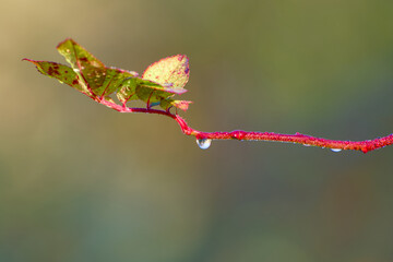 A delicate dew-covered branch with autumn leaves glistens in soft morning light against a smooth bokeh background