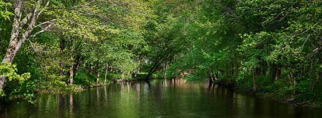 Obraz premium Calm River Flowing Through a Lush Green Forest