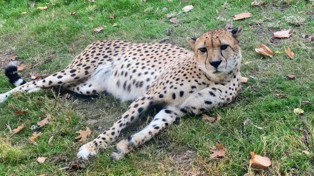 Cheetah laying on ground listening and looking around in alert.