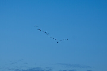 Flock of birds flying in v formation migrating blue sky