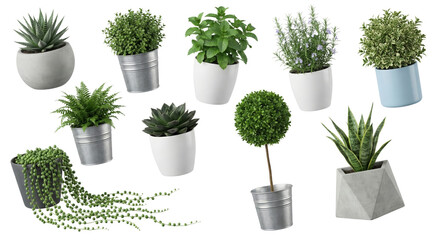 Assortment of potted green houseplants arranged on a clean surface isolated
