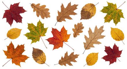 A vibrant assortment of autumn leaves scattered across a clean white background isolated