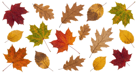A vibrant assortment of autumn leaves scattered across a clean white background isolated