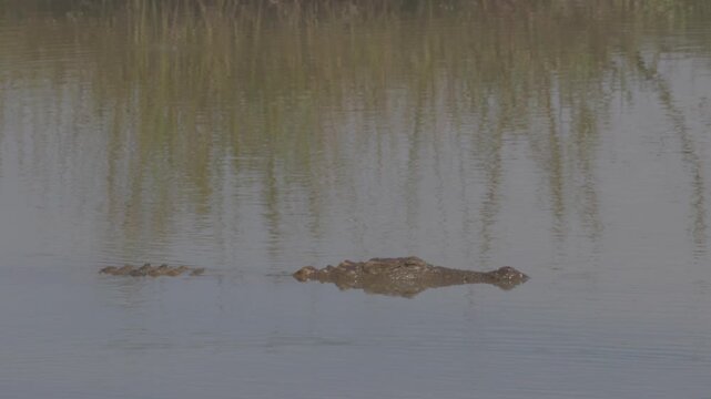 Swamp crocodile, or mager in Latin. Crocodylus palustris rising to the surface in calm water. Ideal wildlife footage for documentaries, nature projects. 120 fps ProRes 422 10 bit C-LOG video.
