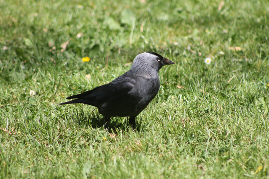 Le choucas des tours se repose dans l&rsquo;herbe