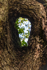 Trou dans un tronc