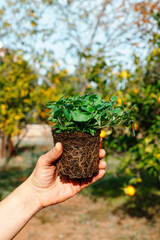 closeup of a man holding an oregano plant