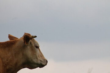 Vache contemplant l’horizon