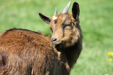 Souplesse caprine en pleine nature