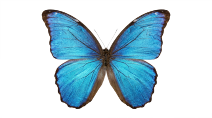 A vibrant blue butterfly with wings spread, transparent background