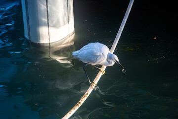 Una garzetta in bilico su una corda con un piccolo pesce appena pescato nel becco