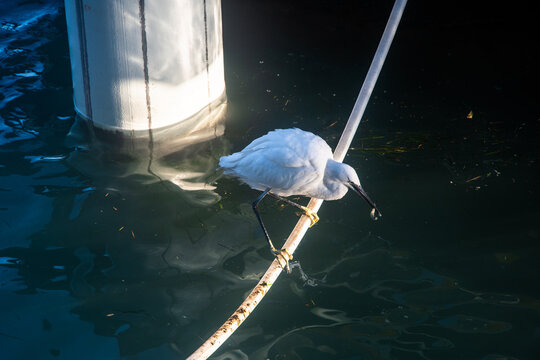 Una garzetta in bilico su una corda con un piccolo pesce appena pescato nel becco