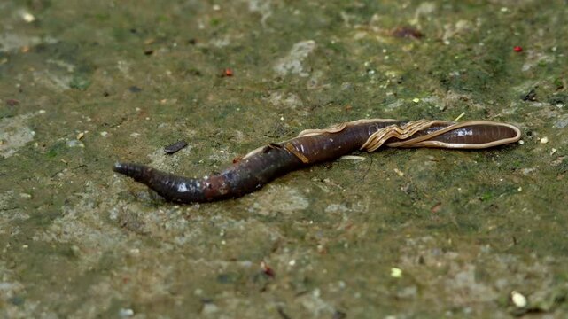 A close-up wildlife video documenting the predatory behavior of a hammerhead worm (land planarian, genus Bipalium) tightly wrapping around an earthworm and releasing sticky toxic mucus.