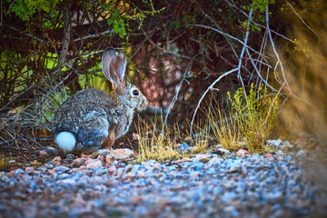 Jack Rabbit in Desert Vegetation with Pebbles and Green Shrubs in Natural Habitat
