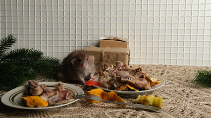A brown-red rat sits in front of a plate with the remains of bird bones and tangerine peels, the scraps from the meal after party.