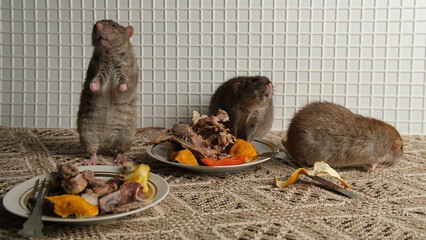 A brown-red rat sits in front of a plate with the remains of bird bones and tangerine peels, the scraps from the meal after party.