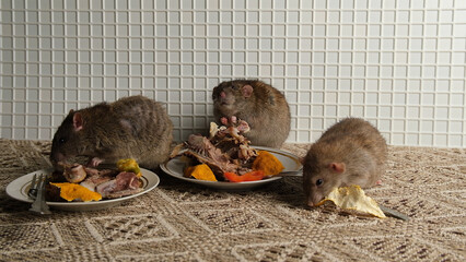 A brown-red rat sits in front of a plate with the remains of bird bones and tangerine peels, the scraps from the meal after party.