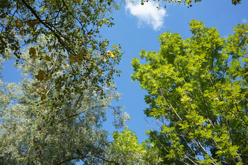 Green tree in the forest,  lush  foliage in the garden park.