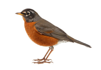 Obraz premium An adult american robin (turdus migratorius) captured in precise side profile, emphasizing the vibrant orange breast on a transparent, shadowless studio background. Concept of avian scientific study