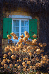 shrub with faded hydrangea blossoms, lattice window with green shutters. vintage house