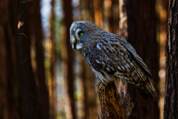 Great grey owl (Strix nebulosa) perched on a forest tree trunk, showing detailed feathers, bright yellow eyes and natural woodland light, ideal for wildlife, education and conservation themes