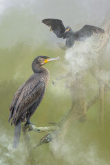 Great Cormorant bird perched on dead tree branch, looking alert, cloudy autumn day with soft daylight
