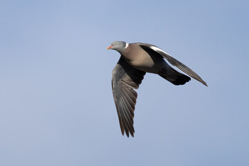 wood pigeon