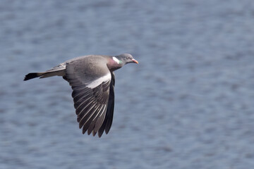 wood pigeon