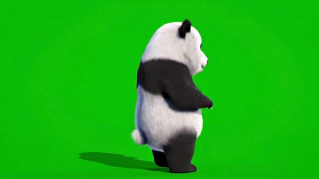 Cute 3D Panda Bear Character Standing Isolated on Green Screen Chroma Key