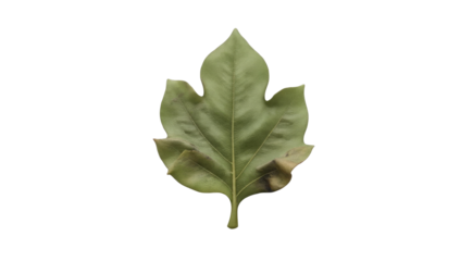 Sassafras Leaf on Isolated Background