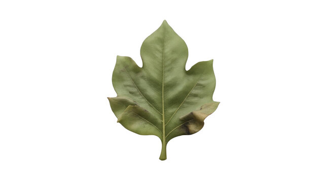Sassafras Leaf on Isolated Background