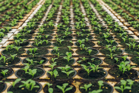 Greenhouse cultivation technique for microgreens, lettuce. Pots filled with soil and plants, growing in arranged. Organic bocata greens are rich in micro- and macronutrients beneficial for human body.