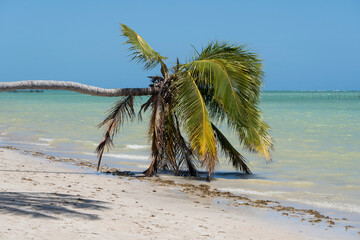 coquero en la playa.