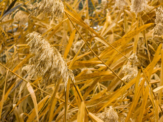 Golden common reed grass background in autumn