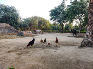 Free-range chickens foraging on dirt ground in a rural village setting