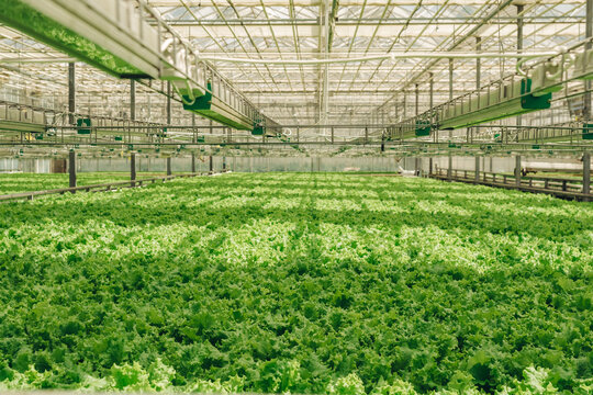 Indoor Greens Cultivation, Controlled Environment Producing Fresh Leafy Greens, Advanced Glassenclosed Farm Cultivating Prime Lettuce With Precise Climate Regulation And Irrigation Systems