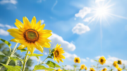 Obraz premium Vibrant sunflowers bloom under bright blue sky, radiating warmth and joy in sunny field