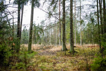 Obraz premium Mossy ground and evergreen trees in a damp Lithuanian forest under grey skies. Late autumn or snowless winter, quiet northern woodland in stillness.