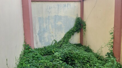 Wild creeping grass covering a concrete wall showing natural growth reclaiming urban structures