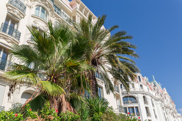Ornamental dwarf and date palms on city street against buildings