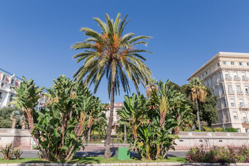 Ornamental date palm and banana bushes on a city boulevard