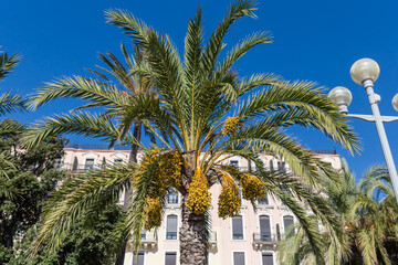 Date palm with unripe fruits against building and sky
