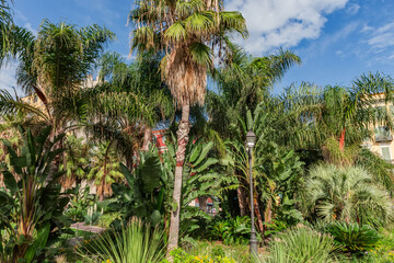 Public garden with different palms and other subtropical plants
