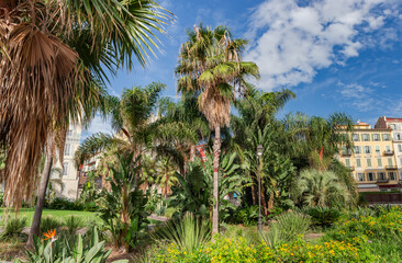 Various palms and other subtropical plants in public garden
