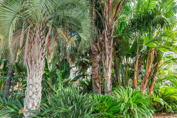 Various palms and other subtropical plants in public garden
