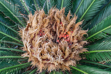 Fruits of Japanese sago palm in center of leaves rosette