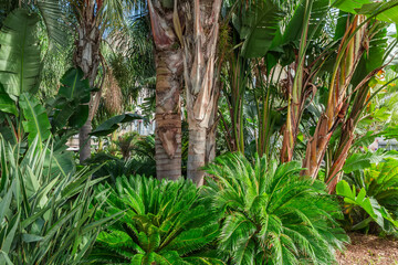 Different palms, bananas and other subtropical plants in public garden