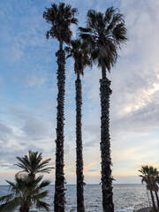 Three high fan palms on embankment against the cloudy sky